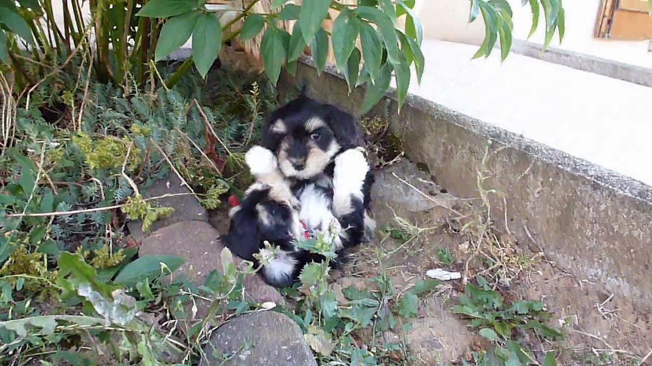 Les galipettes de Louna