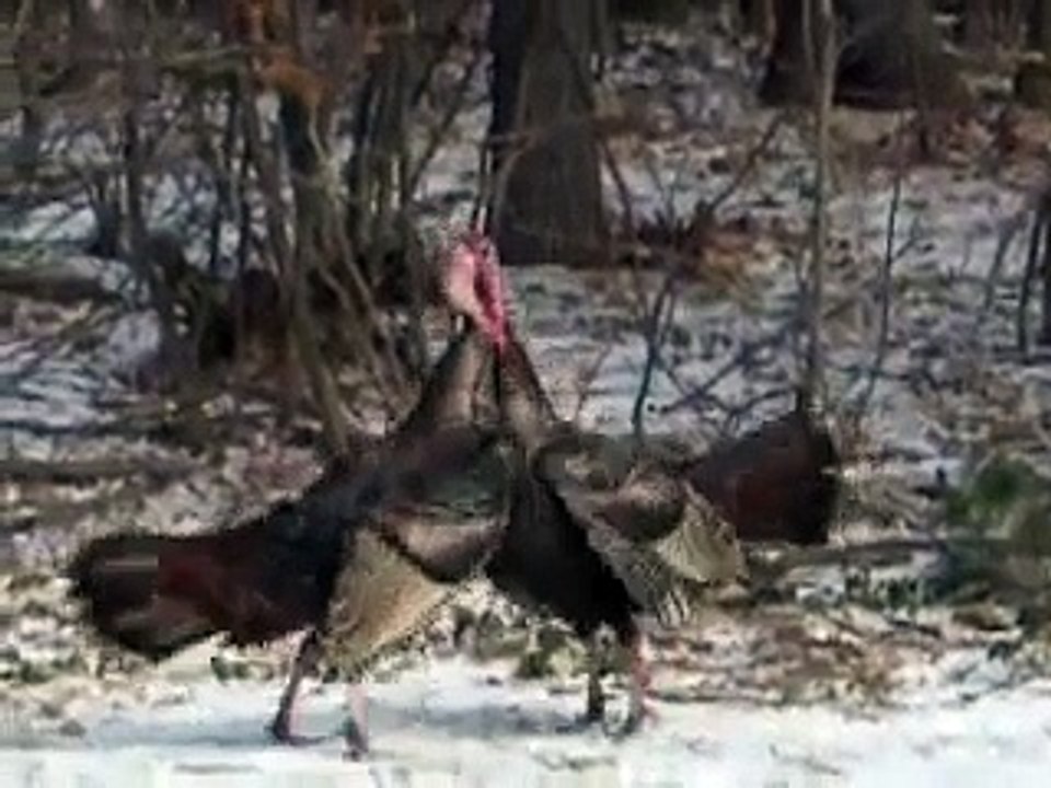 Turkey Trot