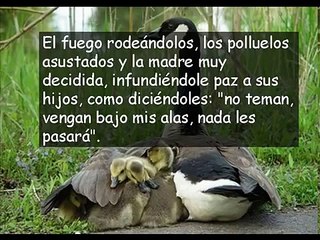 Bajo Sus Alas - Mi fiel refugio (Marco Barrientos)