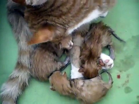 bevalling van onze poes