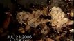 Wood Ants(Formica lugubris), Amazon Ants (Polyergus breviceps) Black Ants (Formica argentea)
