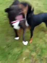 Staffy and Doberman cross fight to the death!!