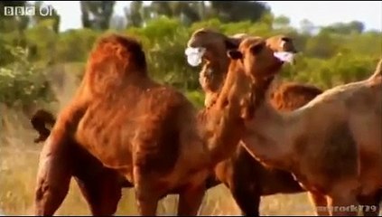 Funny British Animal Voiceovers  We found Alan