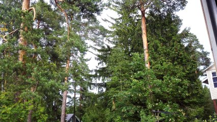 Honor 6 plus, тест камеры - Гром и молния