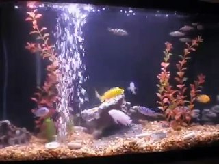 African Cichlid Aquarium