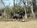 *SOLD*Big, stocky, gentle Black and White Spotted Saddle Horse gelding for sale