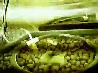 Marijuana growing time lapse 1 month (Strawberry cough)