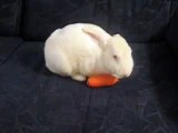 White rabbit eating carrot