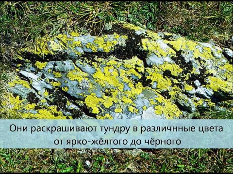 Заповедник Большой Арктический .wmv