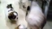Adorable Maltese and Shih Tzu Puppies Stampeding