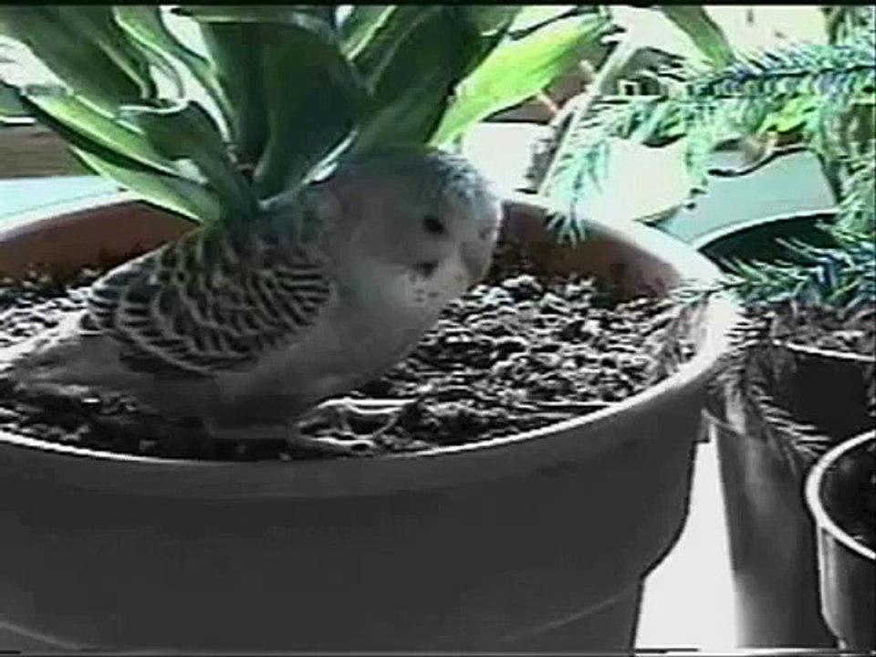 Tagged! 5 facts about my budgies (Vlog tag game)