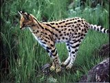 Show Some Servality! Servals & Savanannahs