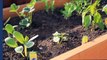 Build Your Own Raised Planting Beds