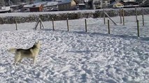 des chiens s'éclatent dans le parc d'ébats à Blonay en hiver (1)