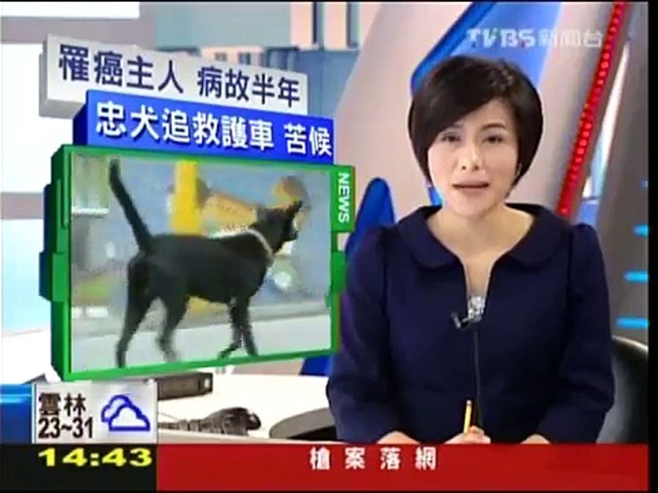 《TVBS新聞》忠犬小黑！不知主人逝　半年苦守醫院
