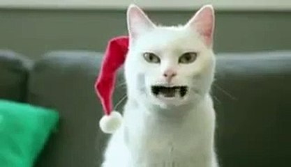 Singing Christmas Cat (Funny Video)