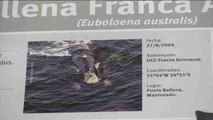 Las ballenas se convierten en atractivo turístico en el invierno uruguayo