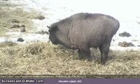 Mały żuberek / Baby Bison, Bialowieza Forest, Poland