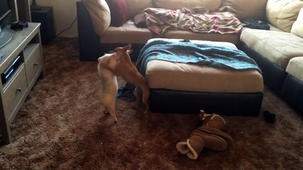 Amazing Animal Friendship Between MiniPig And Dog