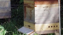 Watching the bees in July 2015