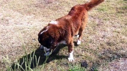 San Bernardo ladrando