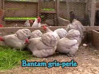 Poule de race Bantam de Pékin