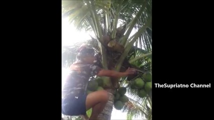 Berbahaya !!! Jangan Pernah Coba Panjat Pohon Ini