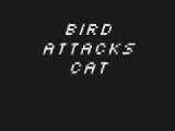 Bird Attacks Cat
