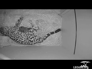 Mona Lisa, an endangered King cheetah, giving birth to her 7th and 8th cubs