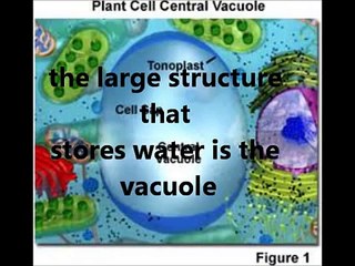 Organelles song "cell city"