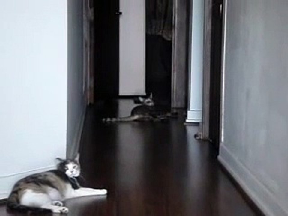 Cheetoh Cat Bakari, playing fetch