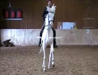 Dressurpferd Amaranto zu verkaufen- American Cream Horse