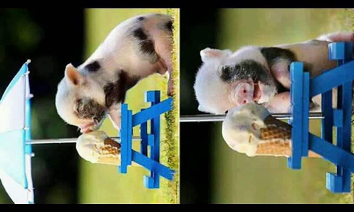 Animals