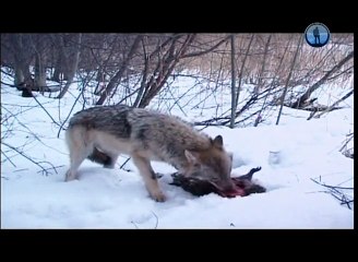 Тимофей Баженов - Наедине со стаей волков