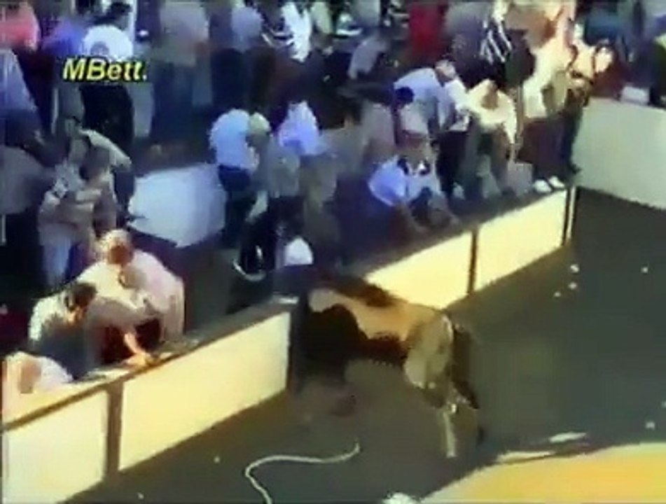 bull fight gone wrong