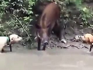 Jagd auf Wildschweine 2 (Pitbull zeigt wer der Boss ist)