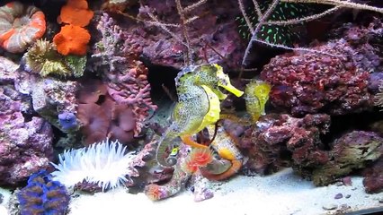 Apareamiento de caballitos de mar .