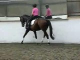 Dressage - Travers