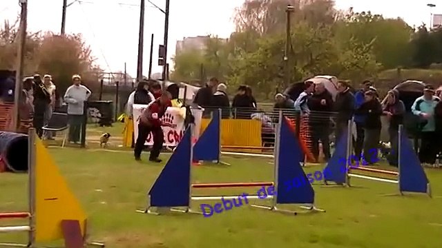 Jack Russell Terrier Agility