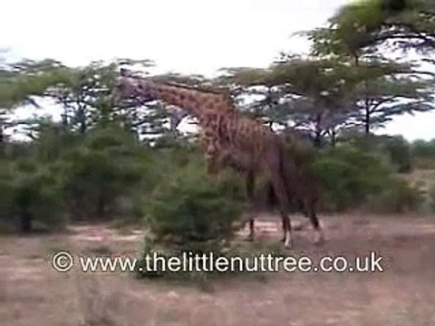 combat féroce de girafes