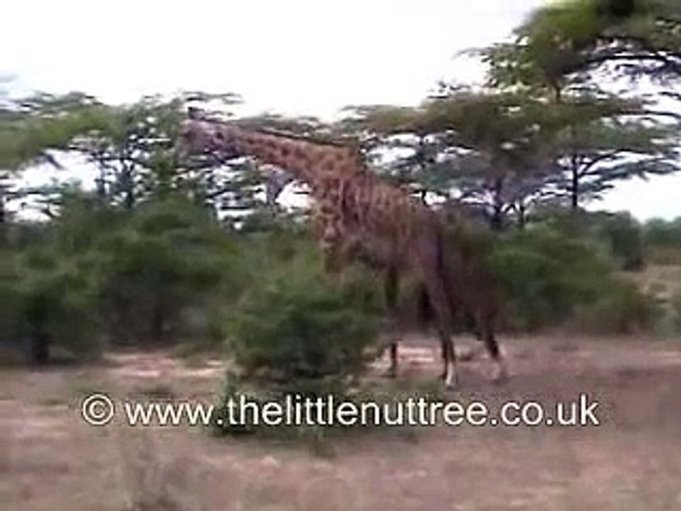 combat féroce de girafes