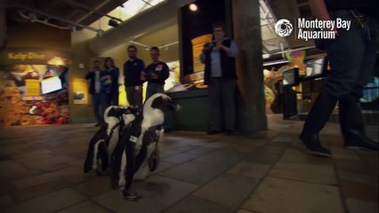 It's a Penguin Parade!