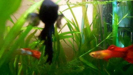betta with gourami and guppy community tank