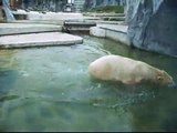Eisbär / Polar Bear Vitus jagd Äpfel