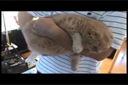 Baby Scottish Fold kitten being held & cuddled, famous cat playing & pouncing on insect toy