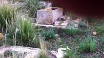 Vidéo sur la profanation du cimetière juif à Menzel Bourguiba (Tunisie)