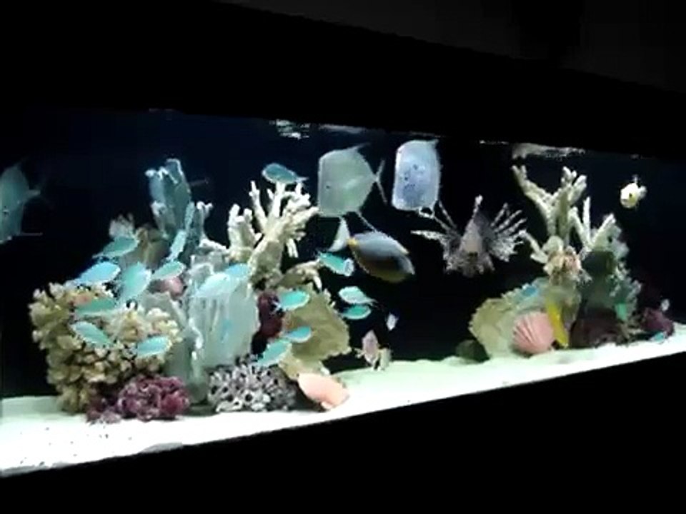 Saltwater Aquarium