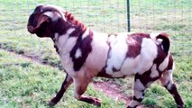 *ENNOBLED MAX Boer Goats IMAX 3-D