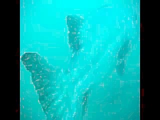 Giant Black Sea Bass