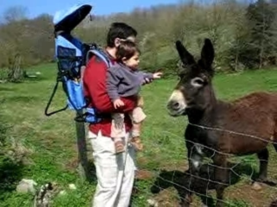 El burro